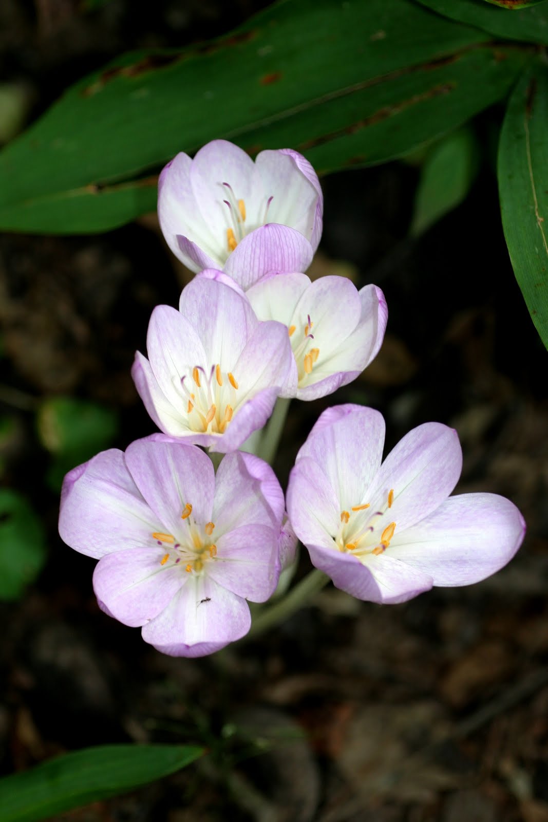 Waterlily колхикум